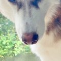ハスキー犬が『パパ…
