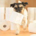 犬に与えるべきでは…