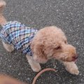 愛犬に感謝の気持ち…