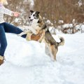 愛犬と一緒に運動不…