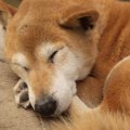 犬の『認知症サイン…