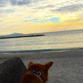 放浪犬から甘えん坊…