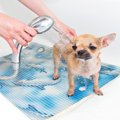 シニア犬に負担を掛…