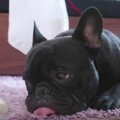 必死で眠気と戦いな…