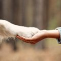 犬の足の状態でわか…