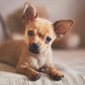 犬の『耳の動き』で…