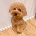 料理中、なぜかガタ…