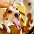 犬が病気や怪我をし…