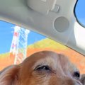 車の助手席に乗る『1…