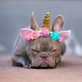 犬が飼い主に呆れて…
