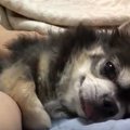 甘えん坊モードとツ…