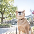 犬が散歩中によそ見…