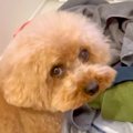 洗濯物が終わったら…