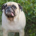 犬の『よだれ』でわ…