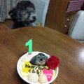 犬のかわいい仕草あ…