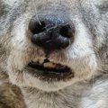 『寝起き直後の犬』…