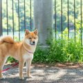 犬が電柱のニオイを…