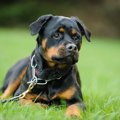 危険！犬にNGな『首…