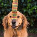 犬におやつは必要？…