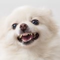 犬の咬みつき、どこ…