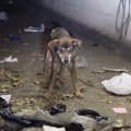 夜間の墓地で高齢犬…