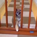 赤ちゃん犬が階段に…