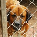 保護犬とは？殺処分…