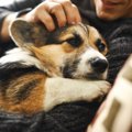 犬を『臆病な性格』…