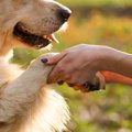 保護犬物語。幸せを…