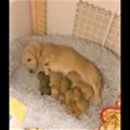 子犬の元へ駆け寄る…