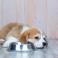 犬が水を飲まない原…