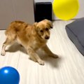 『たくさんの風船が…
