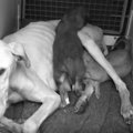 やせ衰えても子犬た…