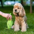 犬のうんち『間違っ…