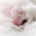 子犬のオスとメスの…