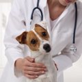 いますぐ動物病院に…