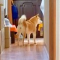 玄関で犬が吠えたの…