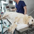 犬が誤飲すると『死…
