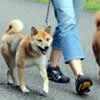 お散歩のマナーは守…