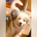 『子犬の概念ぶっ壊…