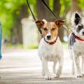 犬が散歩中にしやす…