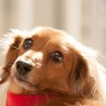 犬が飼い主に触って…
