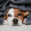 犬が飼い主を避ける…