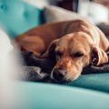 犬がしんどい時の寝…