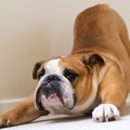 犬が『散歩に行きた…