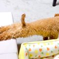 犬がソファを降りる…