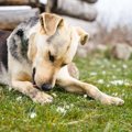 犬が『自分の前足を…