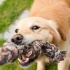 子犬のうちに噛み癖…