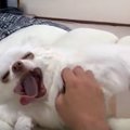 ゆるーい日常を過ご…