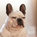 犬が飼い主に『呆れ…